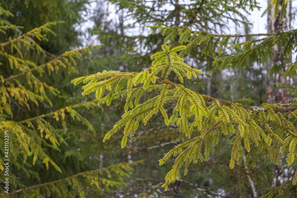 Fototapeta premium Christmas tree branches in the forest close up in early spring. Fir green branches with dripping drops. Spring drops