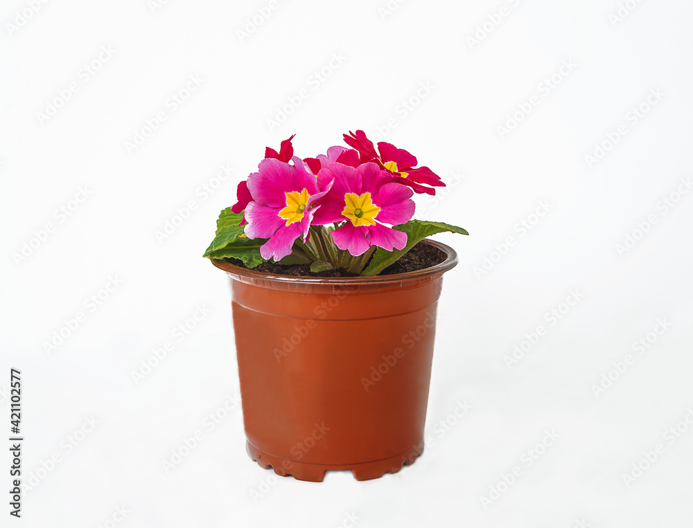 Beautiful purple primrose flower in pot isolated on white background. Easter holiday or spring gardening concept