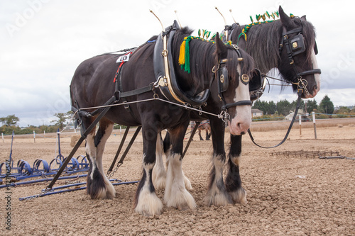 Two Horses in Harness for Farm Work