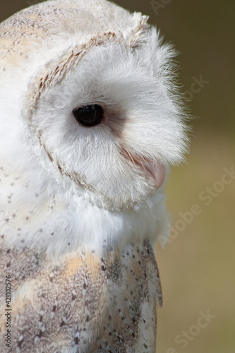 Barn Owl