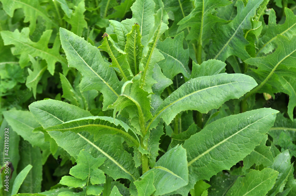 It grows in nature Lactuca serriola It grows in nature Lactuca serriola