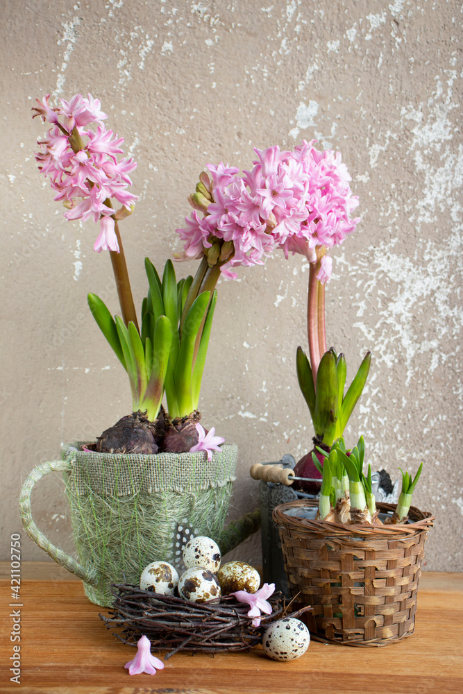 Easter still life with flowers. Pink hyacinths in a decorative garden watering can and a nest with quail eggs.