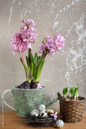 Easter still life with flowers. Pink hyacinths in a decorative garden watering can and a nest with quail eggs.