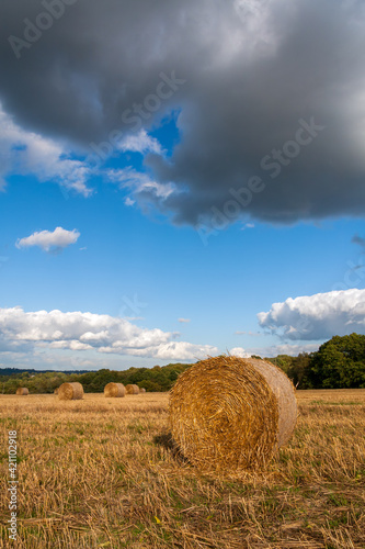 Hay bales in a field after the harvest