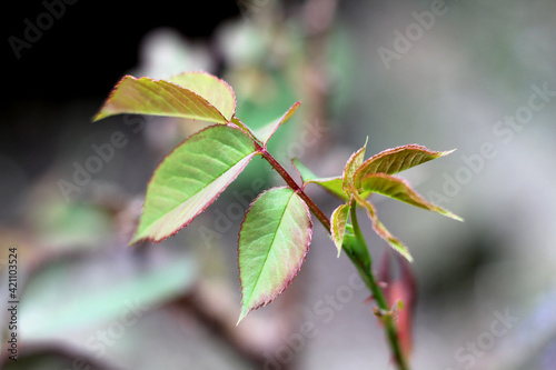 Fresh blooming leaves of rose