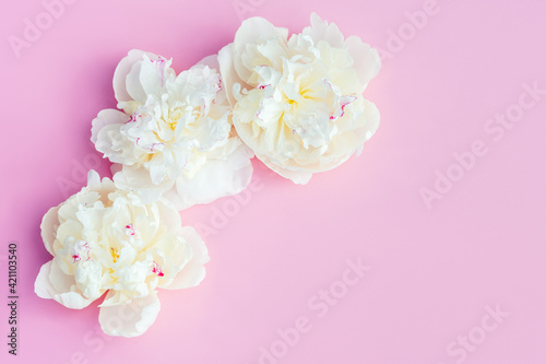 A beautiful white peonies flowers on pastel pink background.