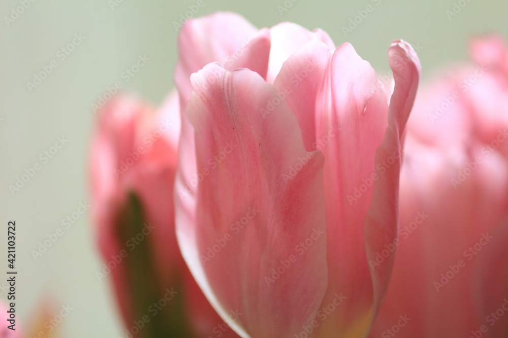 Buds of pink tulips close-up indoors on a light background. Head of a pink tulip. Delicate pink spring flowers. Floral background. Horizontal.