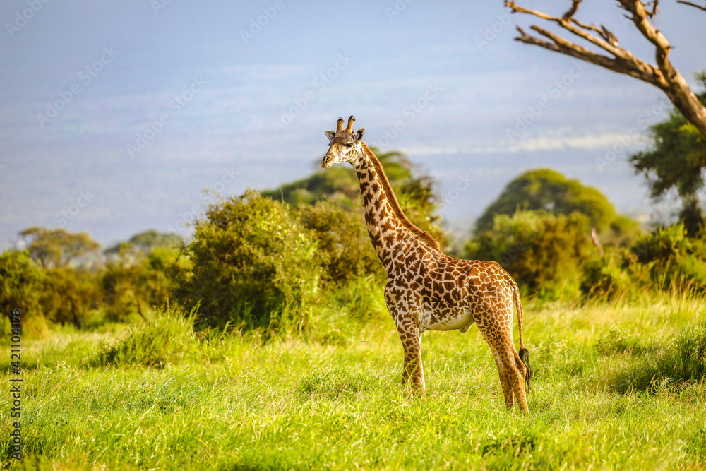 Fototapeta premium Masai Giraffe, Massai-Giraffe in Amboseli National Park, Kenya, Africa
