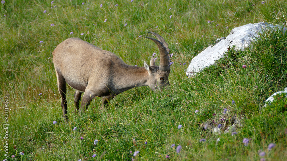 Alpine ibex (Capra ibex) at Benediktenwand mountain, Bavaria, Germany Alpine ibex (Capra ibex) at Benediktenwand mountain, Bavaria, Germany