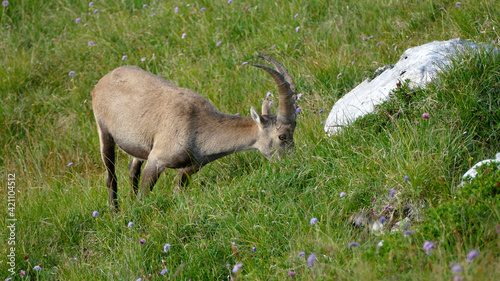 Alpine ibex  Capra ibex  at Benediktenwand mountain  Bavaria  Germany