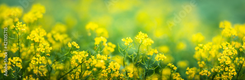 Yellow flowers on a blurred background. Macro shot. Very shallow focus. Summer and spring fantasy flower background. Wide format, free space for design. Floral background concept. © Tryfonov