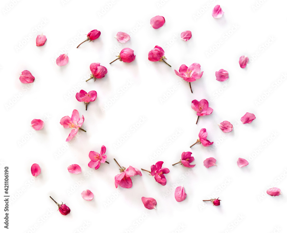 Circle frame of pink flowers and petals apple tree on a white background with space for text. Top view, flat lay Circle frame of pink flowers and petals apple tree on a white background with space for text. Top view, flat lay