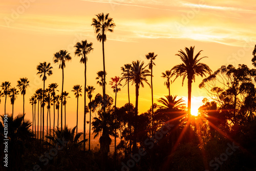 Palm trees against beautiful sunset in Los Angeles, California © chones