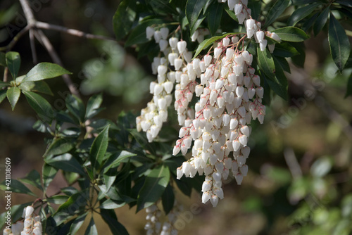 馬酔木の花 photo