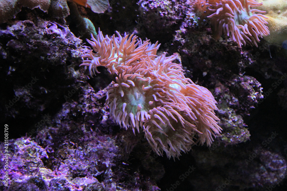 Fototapeta premium Coral in an Aquarium