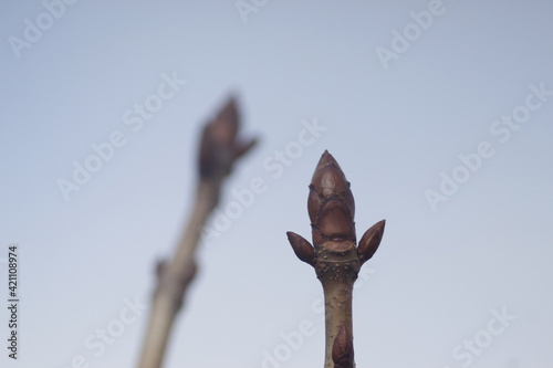 Aesculus hippocastanum, the horse chestnut