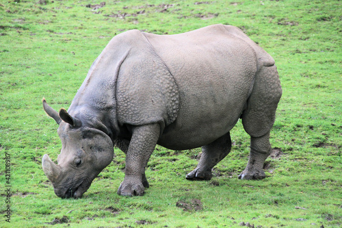 rhino in the grass