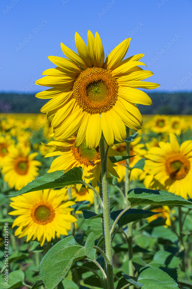 Beautiful landscape with sunflower field over blue sky