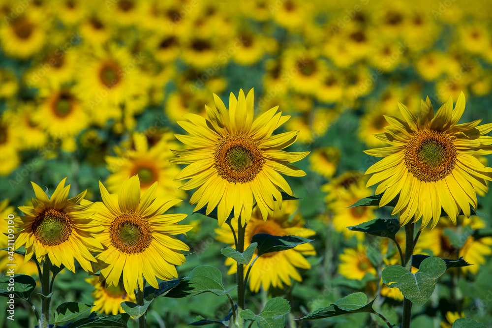 Beautiful landscape with sunflower field, close up Beautiful landscape with sunflower field, close up