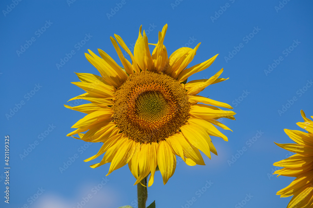 Beautiful landscape with sunflower field over blue sky Beautiful landscape with sunflower field over blue sky