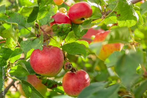Apple trees in the garden with ripe red apples
