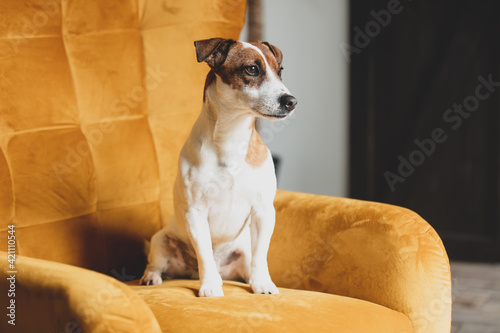 Cute jack russell terrier sitting in a golden armchair