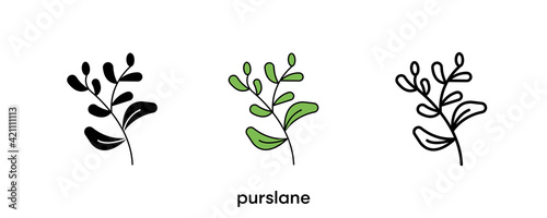 Purslane icon design. Purslane icon set in silhouette, colorful and linear. Purslane icon line vector illustration isolated on a clean background for your web mobile application logo design. line art.