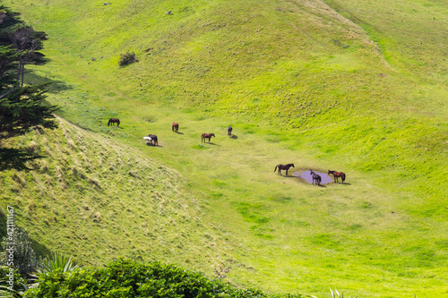 Horses at Green Meadow at Manukau Heads; Awhitu, Auckland New Zealand photo