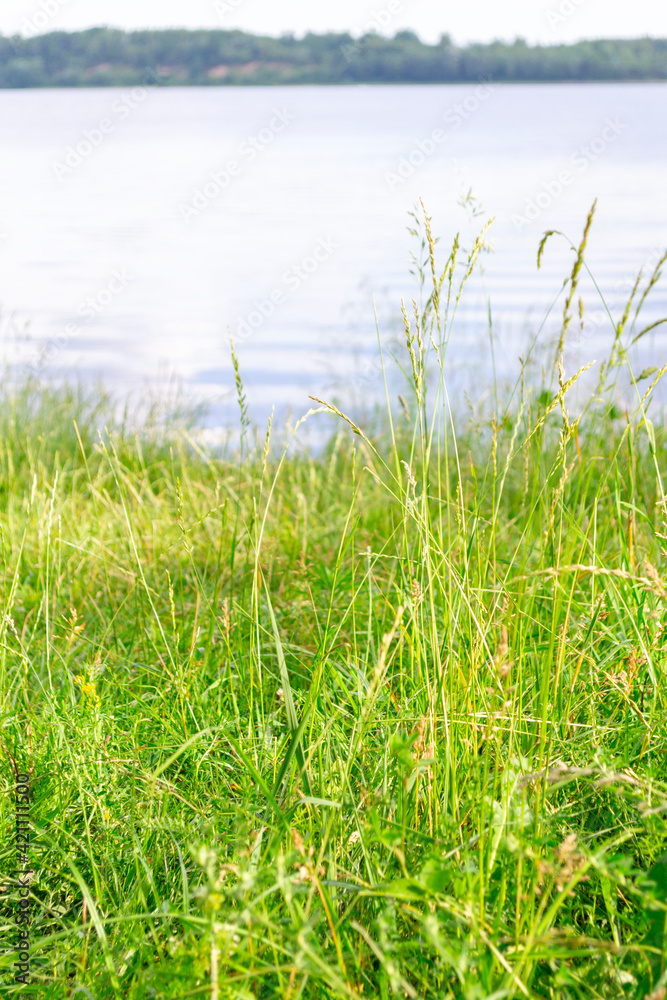Close-up of bright, luscious green grass. River Daugava bank in summer. Riverbank in the background in blur. Scene waterscape.