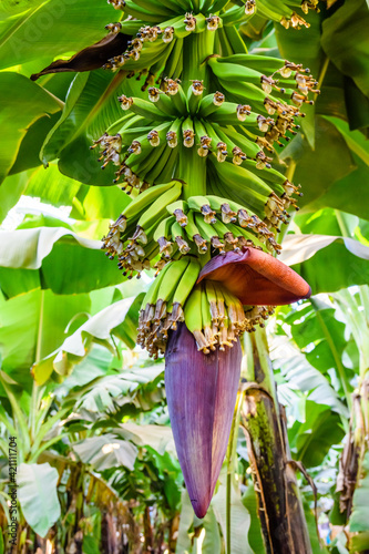 Beautiful big flower on the banana tree