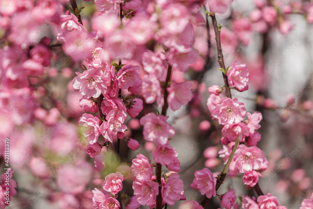 Beautiful and cute pink cherry blossoms (sakura) against blue sky.Botanical garden, sakura blossoms, tree pink flowers, closeup Beautiful and cute pink cherry blossoms (sakura) against blue sky.Botanical garden, sakura blossoms, tree pink flowers, closeup