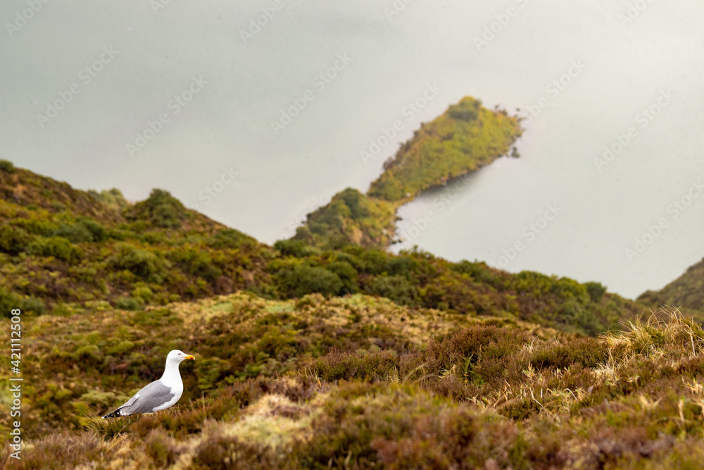 Fototapeta premium Seagull sitting in vegetation, at Sao Miguel island, Azores.