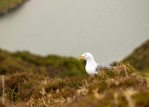Seagull sitting in vegetation  at Sao Miguel island  Azores.