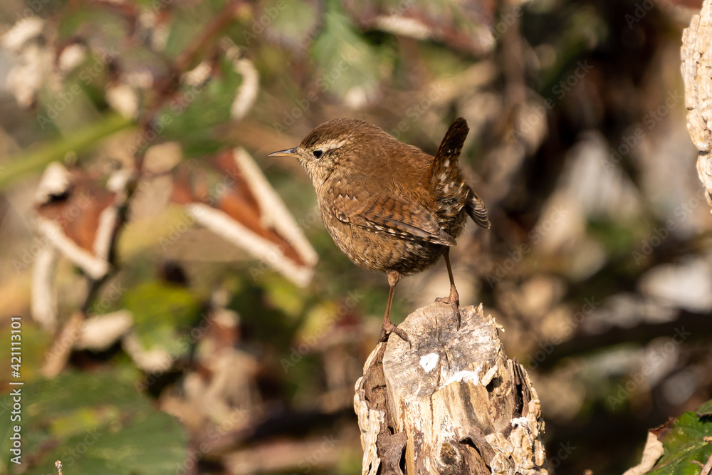 Fototapeta premium Troglodyte mignon
