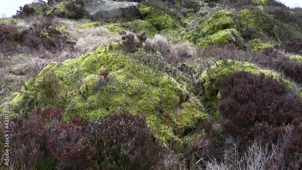 Moorland, and rocks at the Roaches, Staffordshire Peak District in winter. Moorland, and rocks at the Roaches, Staffordshire Peak District in winter.