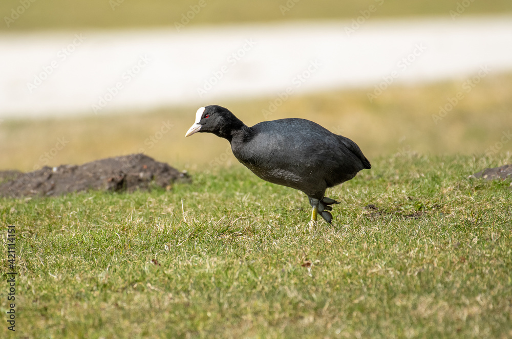 Europe wildlife, northern Germany Ostfriesland Europe wildlife, northern Germany Ostfriesland