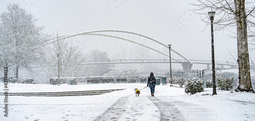 During a snowstrom, a woman walking her dog in Riverfront park with the Peter Courtney Minto Island Bridge in the background, Salem,Oregon