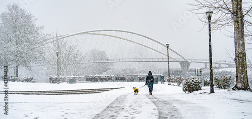 During a snowstrom, a woman walking her dog in Riverfront park with the Peter Courtney Minto Island Bridge in the background, Salem,Oregon photo