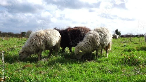 Black and white (dirty) sheeps grazing in a (rough) green field. Full HD slow motion clip at 25 fps. 
