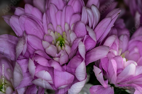 Bouquet of pink Chrysanthemum flowers. Close-up.