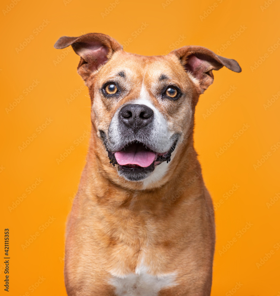 studio shot of a dog on an isolated background