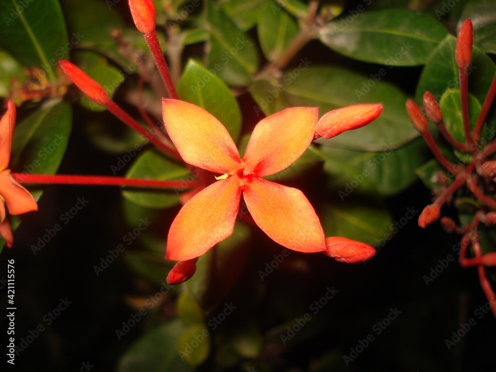 flor en la oscuridad