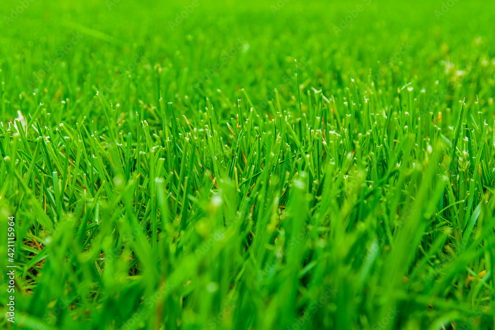 Background of the green grass. Eco concept. Selective focus
