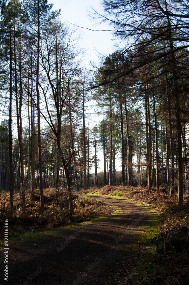 Fototapeta premium Forest walk