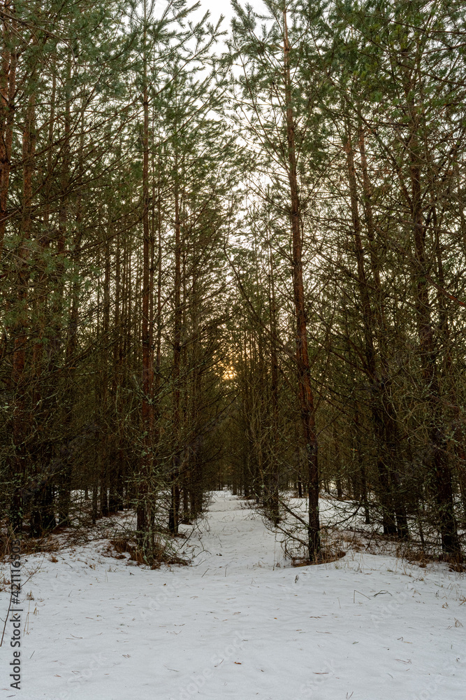 A dark, dense forest with rows of tall young pines. Sunset time in early spring. Spring landscape A dark, dense forest with rows of tall young pines. Sunset time in early spring. Spring landscape