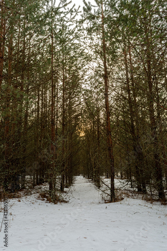 A dark, dense forest with rows of tall young pines. Sunset time in early spring. Spring landscape