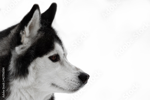 Portrait of a dog of the Siberian Husky breed. Black-white dog with brown eyes on a white background. Copy space. The animal on the left of the frame looks to the right. High quality photo