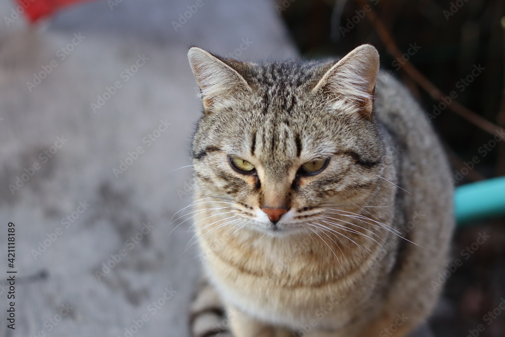 cat in the garden cat in the garden