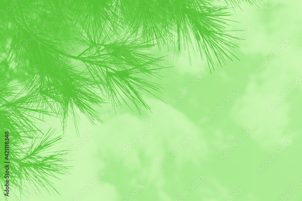 Fresh green background with coniferous tree branch