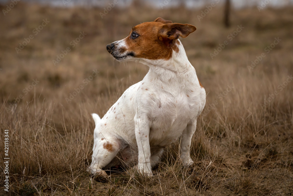 Young Jack Russell Terrier on the grass. Young Jack Russell Terrier on the grass.